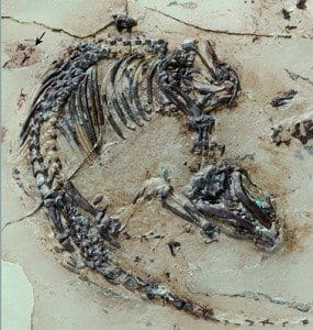 Oldest spiny mouse fossil found with fur, skin and organs - Canary