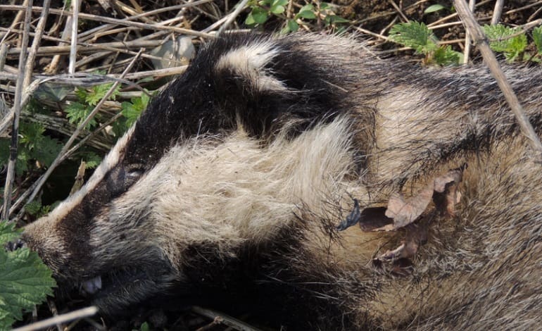 Badger Cull Main