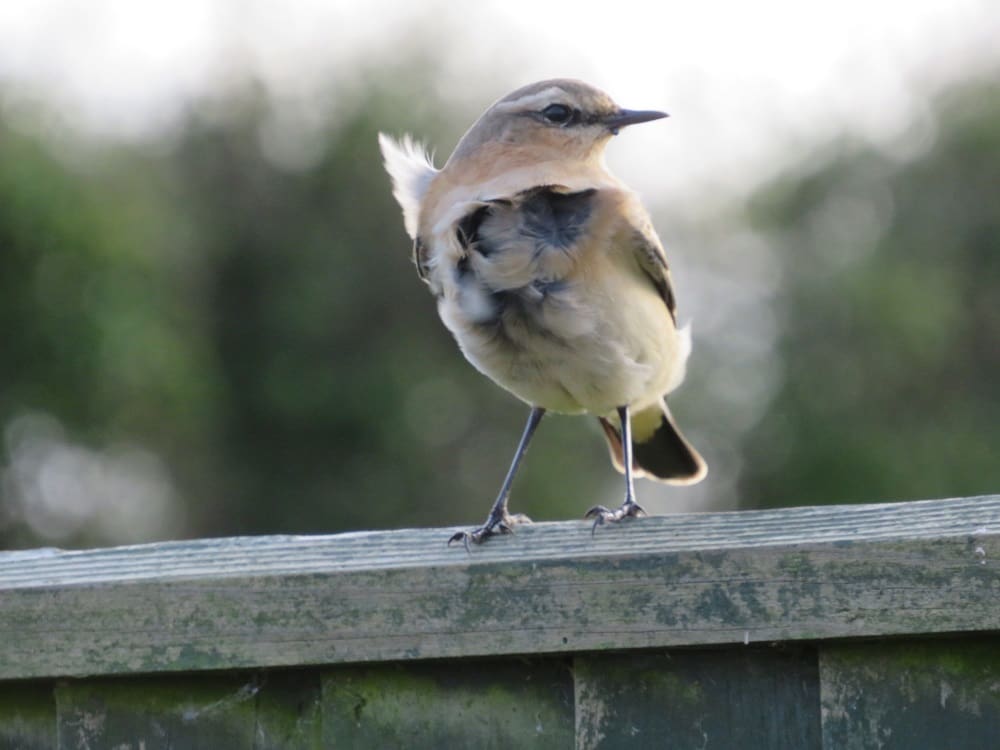 Bird Therapy is a new book by Joe Harkness