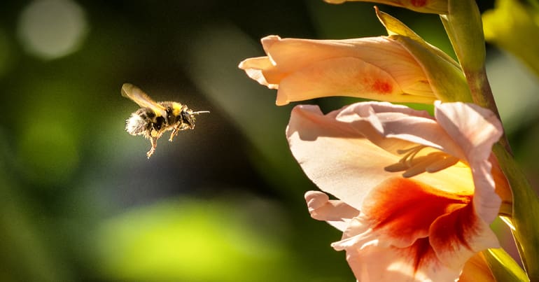 Bumblebee and flower