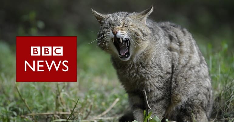 BBC News logo and a cat hissing/roaring