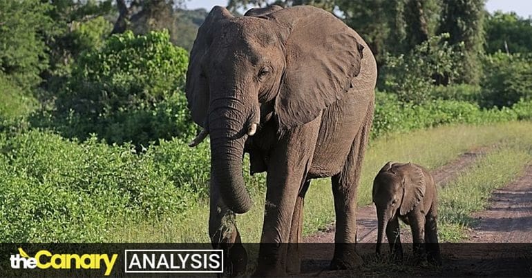 Zimbabwe rips 35 baby elephants from their mothers for export to Chinese  zoos