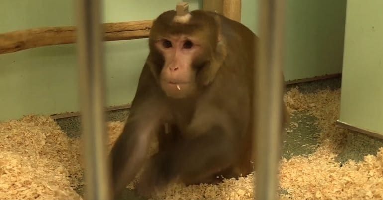 A monkey in a cage with an implant in its brain