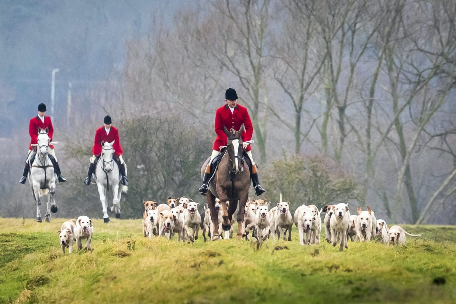 Fox hunters on horseback