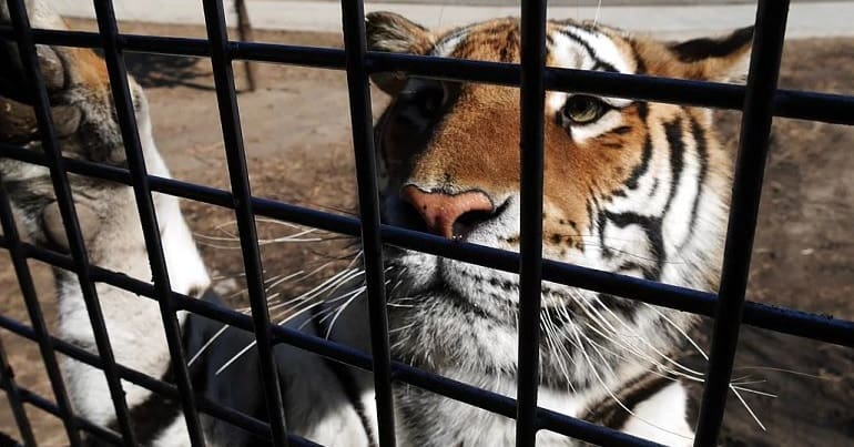 US government cracks down on letting zoo visitors play with lion and tiger  cubs, Zoos