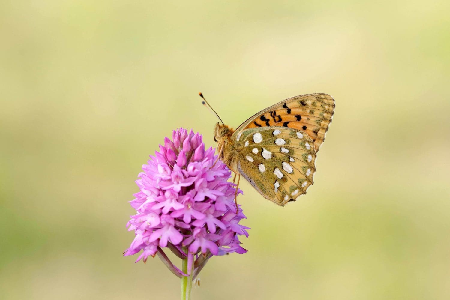 A butterfly on a flower