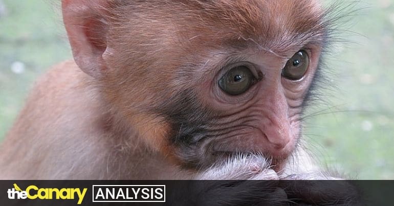 Monkey cruelty on the rise as social media continues providing a platform  for abusers