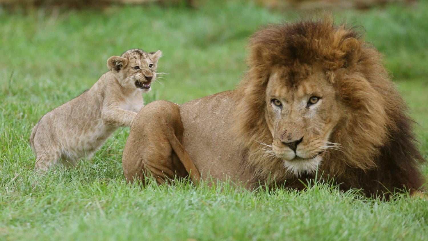 A lion and cub