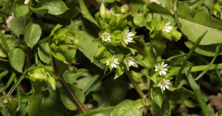 common chickweed (Stellaria media)