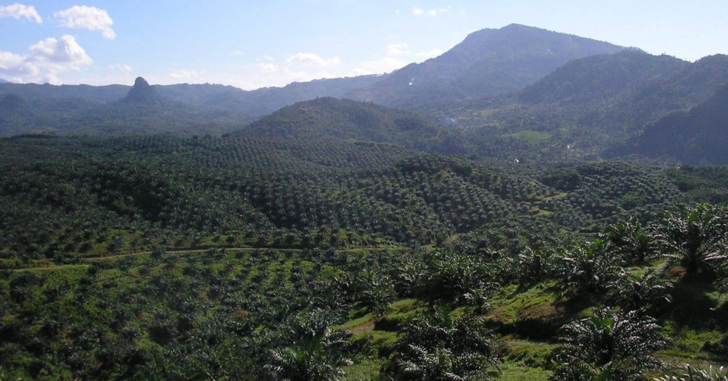 Palm oil plantation. Members of the Taskforce on Nature-related Financial Disclosure (TNFD) hold rights allegations for high-risk deforestation commodities like oil palm.