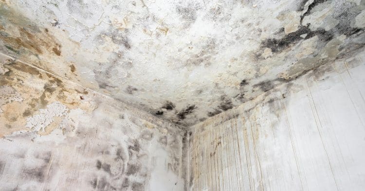 A mouldy damp wall Wales fuel poverty