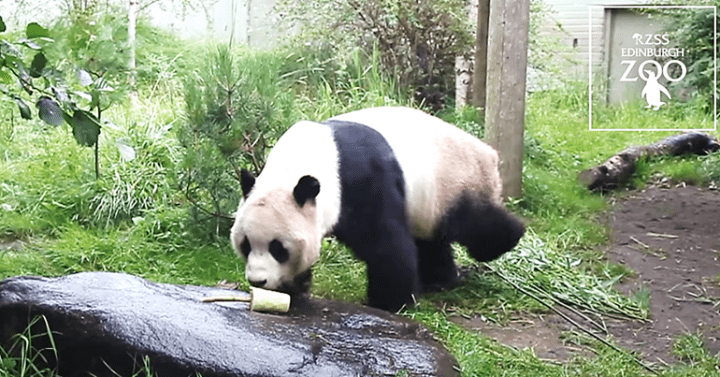 Pandas Yang Guan And Tian Tian Return To China Amid Controversy