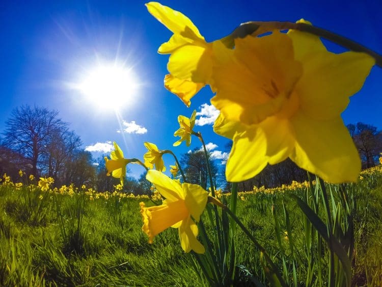 Daffodils in a field St David's Day Wales