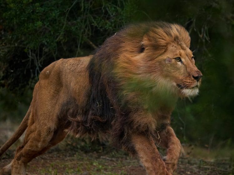 Lion rescued from Ukraine running in the natural bush of his new enclosure Born Free