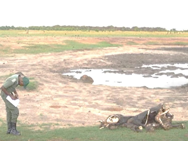 Drought in Zimbabwe a dead elephant against a pool of water while Pakistan has water shortages