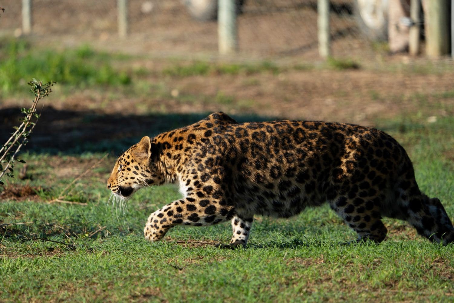 Leopard running in new enclosure. 