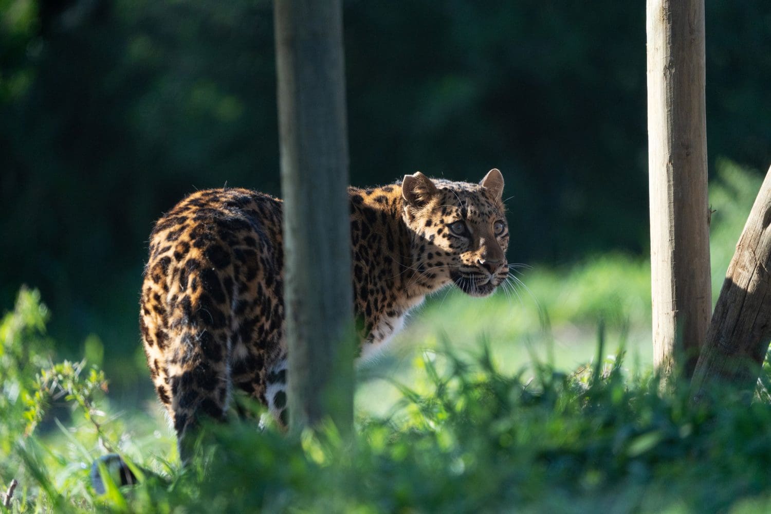 Leopard exploring surroundings.