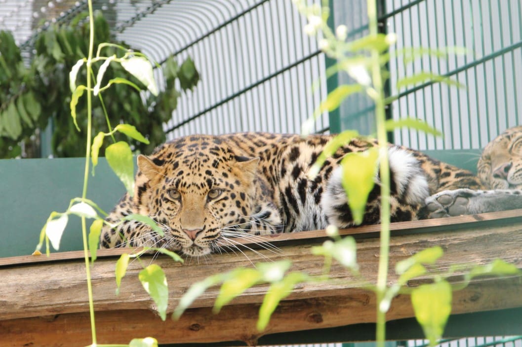 Alda and Ginny at Natuuhulpcentrum. Leopard lying down with plants in the foreground.