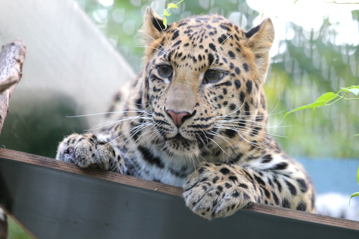 Alda and Ginny at Natuuhulpcentrum. Leopard lounging about. 