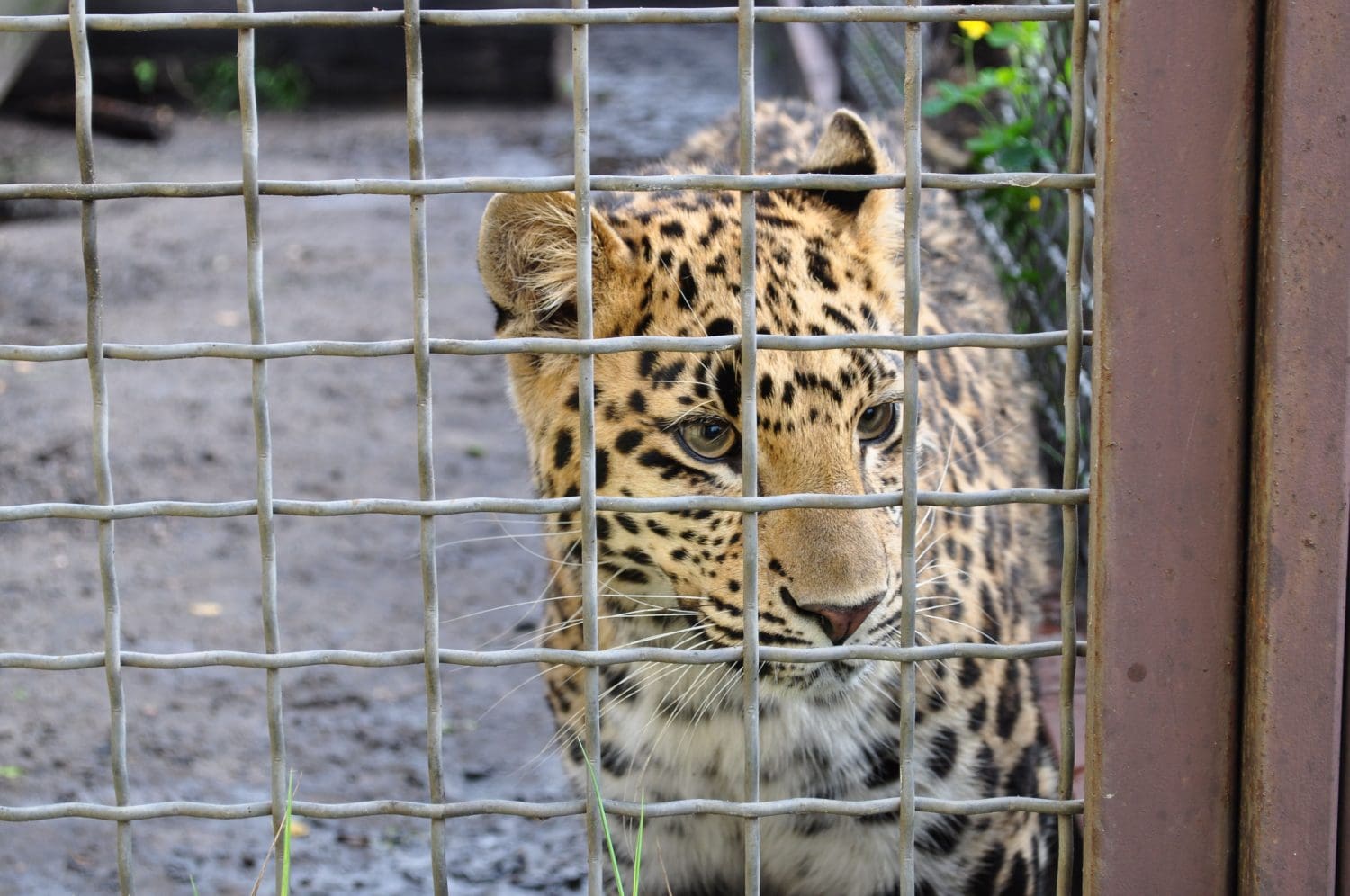 Alda and Ginny before rescue at the animal farm in Poland - inside a cramped cage.