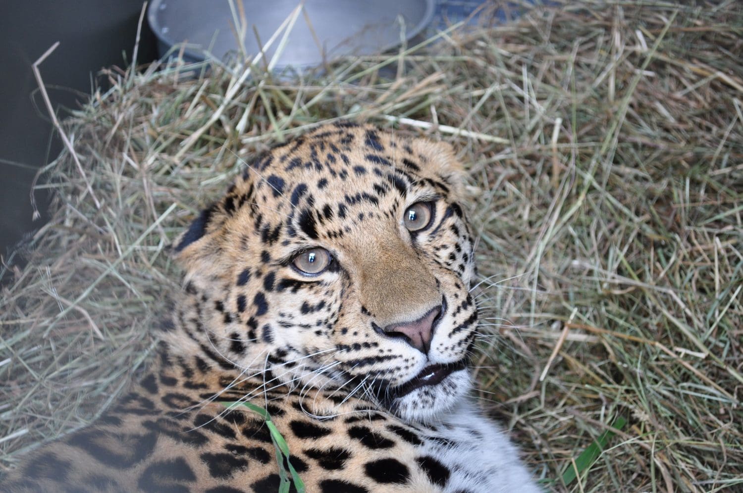 Alda and Ginny before rescue at the animal farm in Poland - lying on hay. 