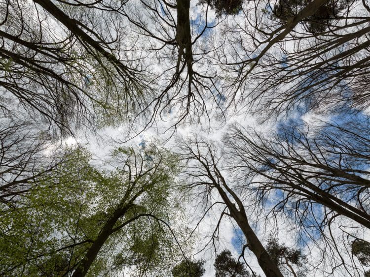 Under canopy view of trees growing towards the sky.