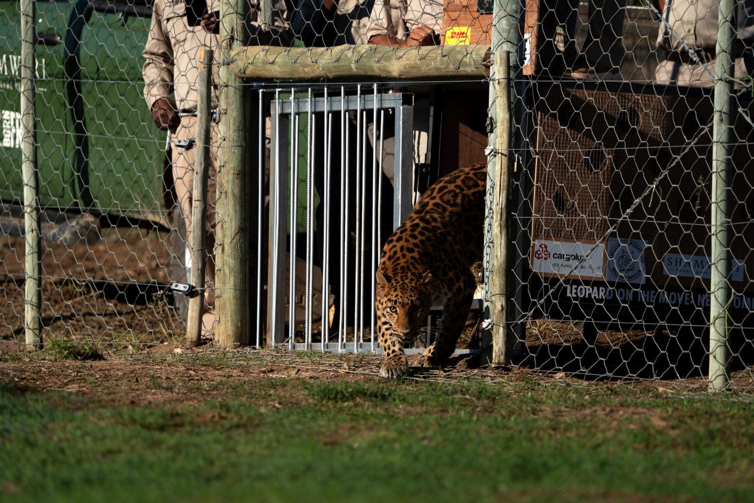 Leopard being released from a crate.