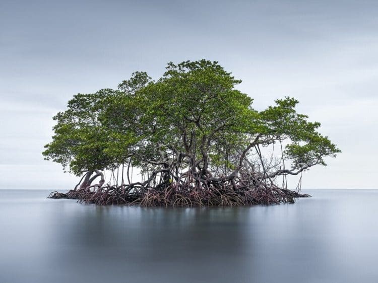 Mangroves after a storm in Barangay Cayhagan, Sipalay City, Negros climate crisis