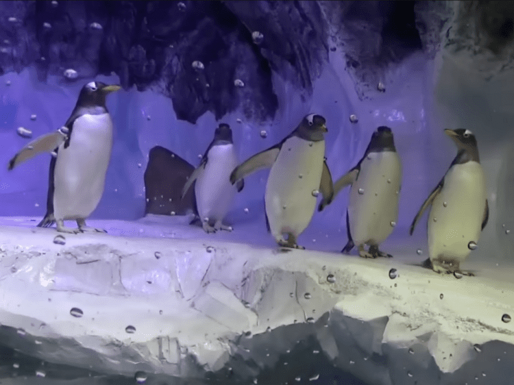 Gentoo Penguins at Sea Life Birmingham