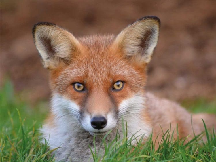 fox hunting Labour Hunting Act