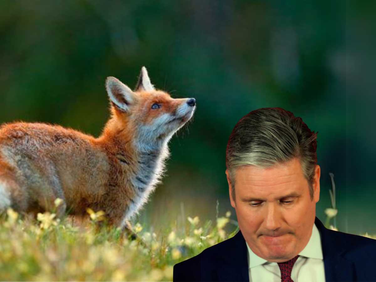 Fox hunting must now be banned by the Labour government