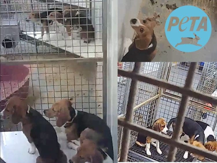 Beagles in cages. The PETA logo.