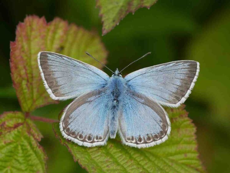 Butterfly emergency