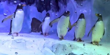 Sea Life penguins