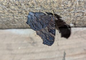 Black-brown-grey moth on tree bark. 