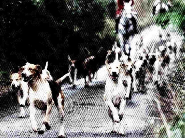 fox hunting hounds Somerset Oake