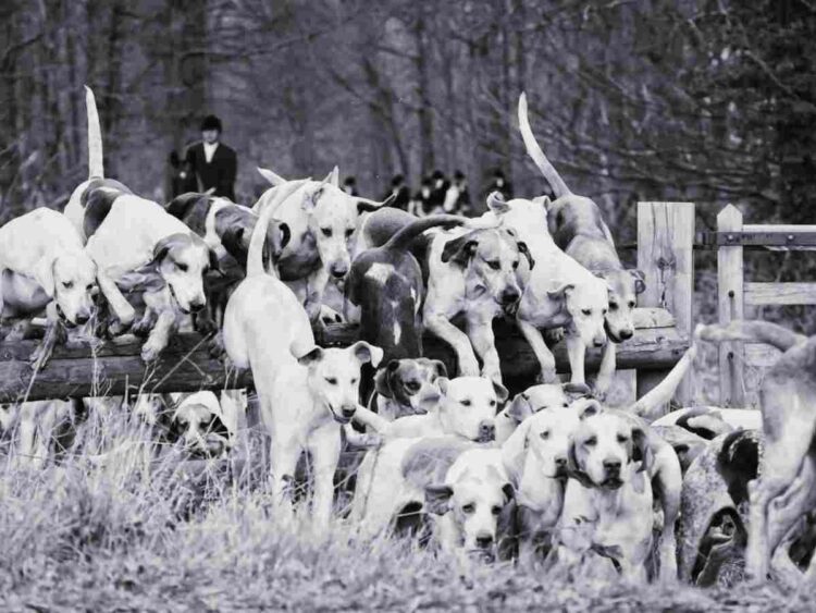 hunting hounds