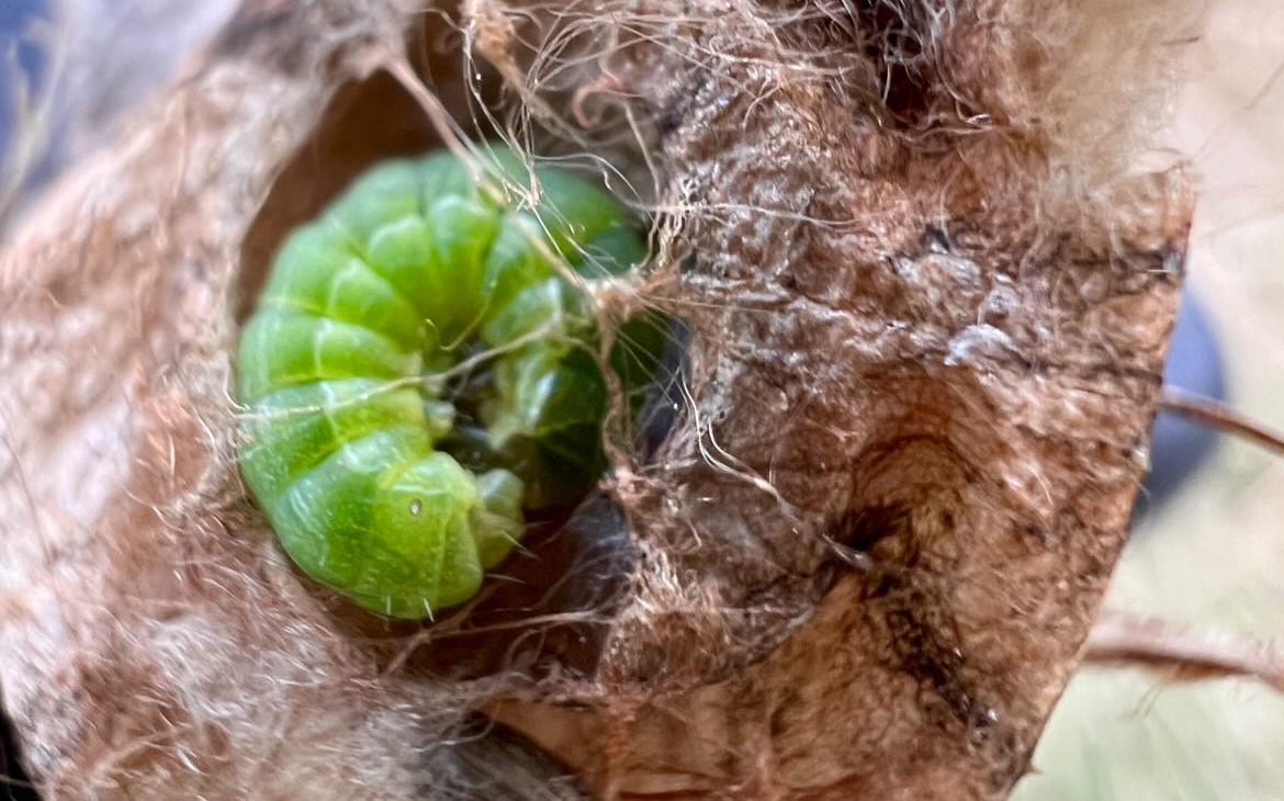 Green caterpillar curled up in plant debris spooky