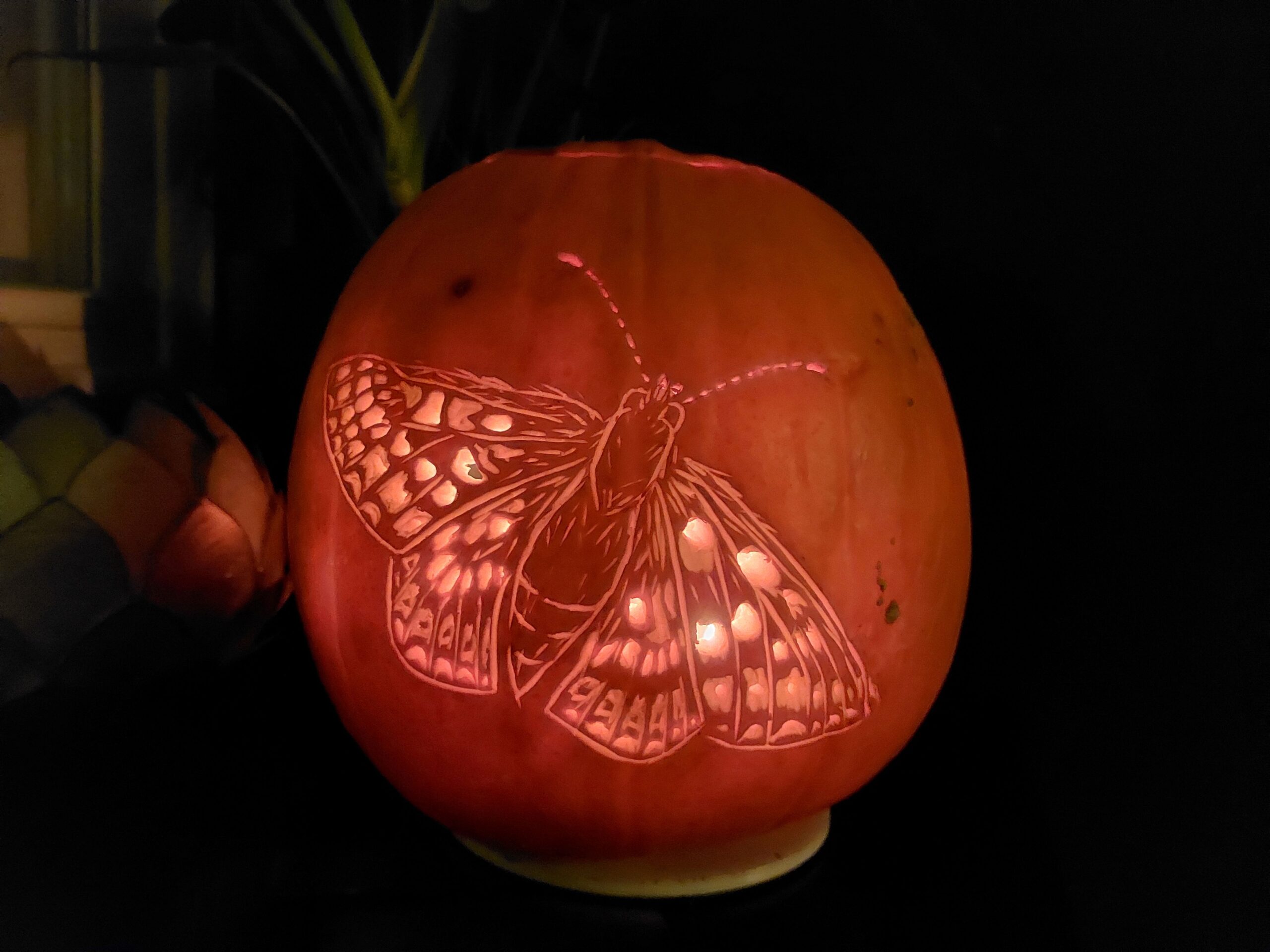 Moth carved into a candle-lit pumpkin.