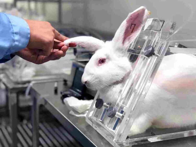 animal experimentation PETA