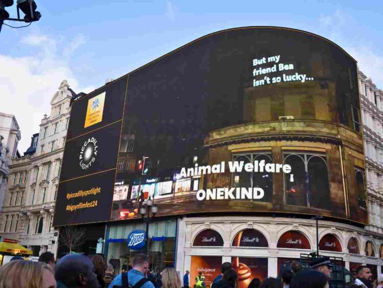 greyhound racing piccadilly lights