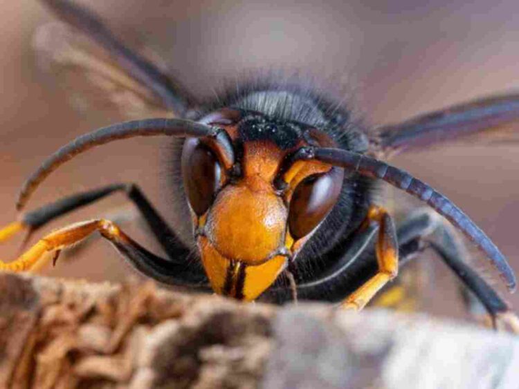 yellow-legged ‘Asian’ hornets