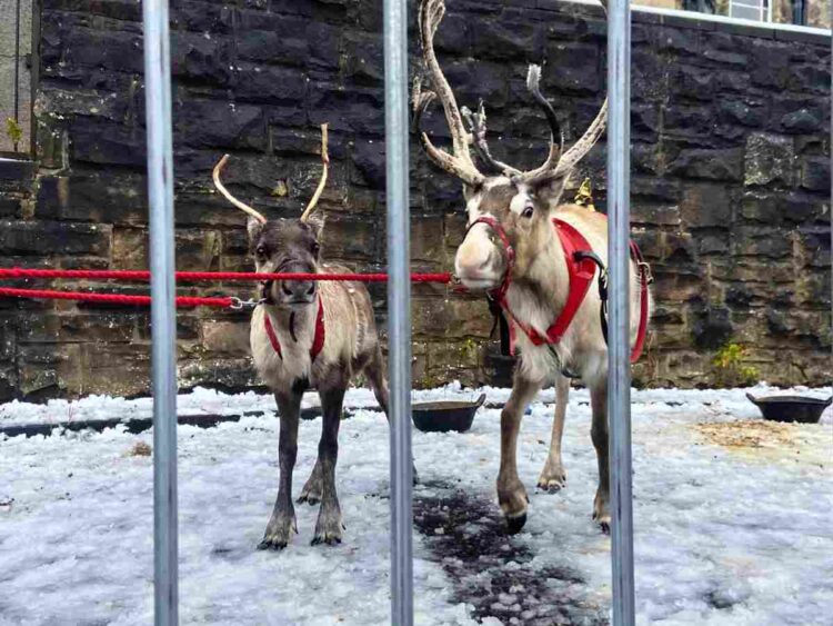 Animal rights groups have released an investigation which has found 75% of reindeer at UK Christmas events were under stress