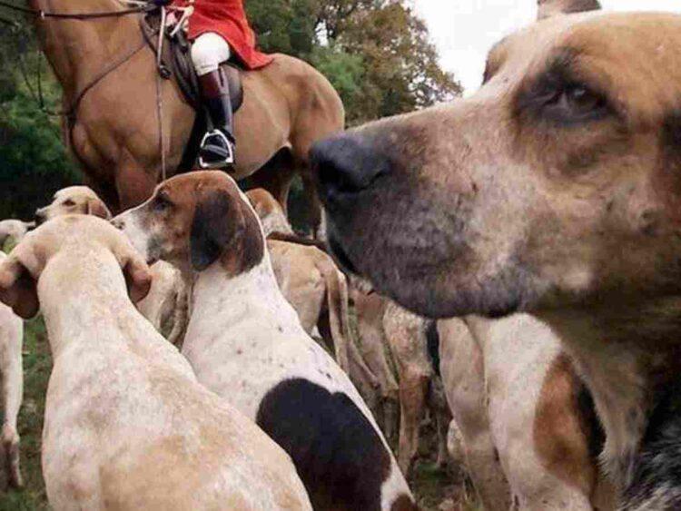 Protect the Wild has found the mistreatment of hounds has surged