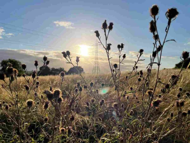 Brislington Meadows is an example of where growth in the planning system trumps the environment